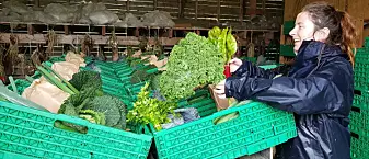 Mange fordeler med å selge økologisk frukt og grønt i alternative salgskanaler