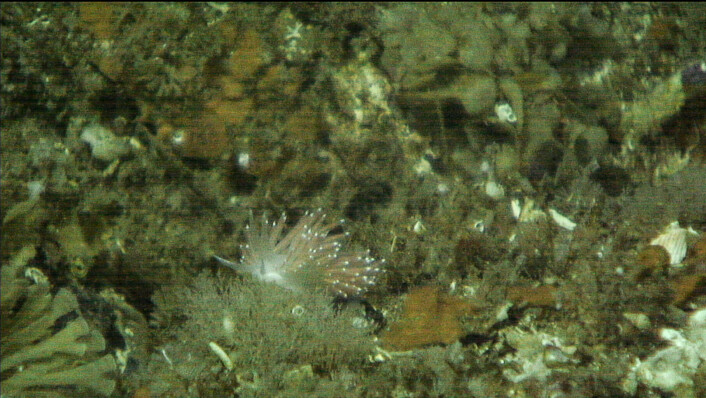 Nakensnegl nede på havbunnen. (Foto: Mareano/Havforskningsinstituttet)