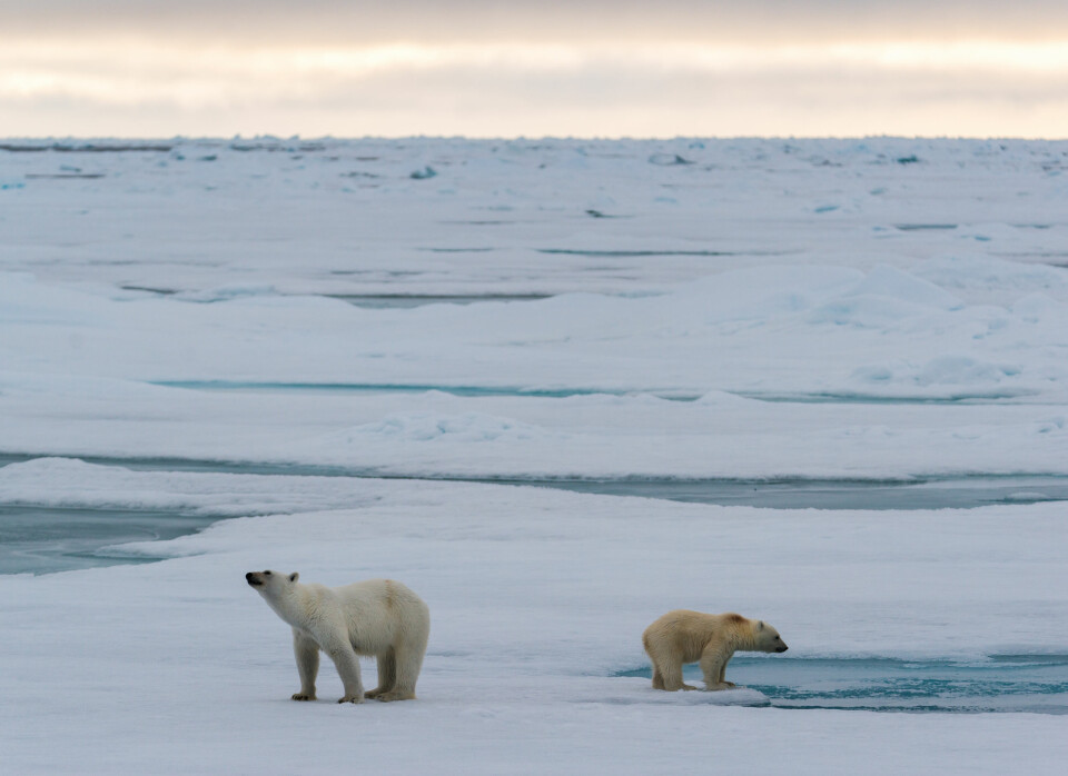 A family of polar bears on the sea ice near Svalbard. (Foto: Andreas Wolden / Havforskningsinstituttet)