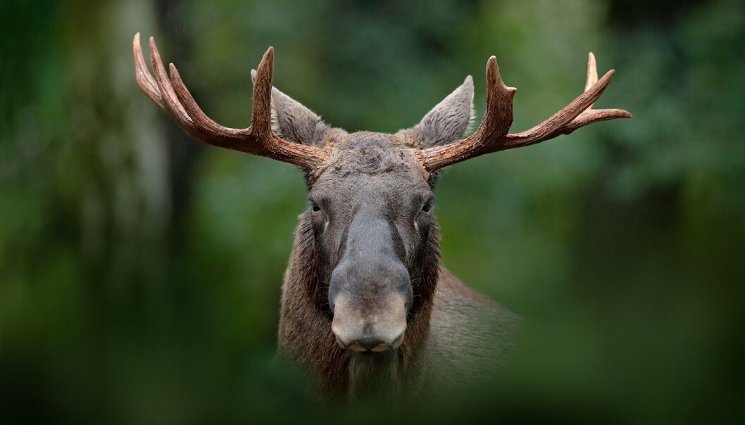 Hør seniorforsker Erling J. Solberg snakke om elg i podkasten Naturligvis. (Illustrasjon: Ondrej Prosicky / Shutterstock / NTB scanpix) Hør seniorforsker Erling J. Solberg snakke om elg i podkasten Naturligvis. (Illustrasjon: Ondrej Prosicky / Shutterstock / NTB scanpix)