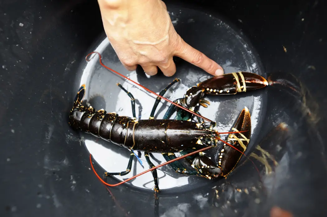 Det ble fisket over 300 000 hummer langs norskekysten i fjor. Bestanden er rekordlav, men det er vanskelig å øke bestanden fordi det ikke er et tak på hvor mange som kan delta i fisket, mener Havforskningsinstituttet. (Arkivfoto: Marit Hommedal / NTB scanpix) Det ble fisket over 300 000 hummer langs norskekysten i fjor. Bestanden er rekordlav, men det er vanskelig å øke bestanden fordi det ikke er et tak på hvor mange som kan delta i fisket, mener Havforskningsinstituttet. (Arkivfoto: Marit Hommedal / NTB scanpix)