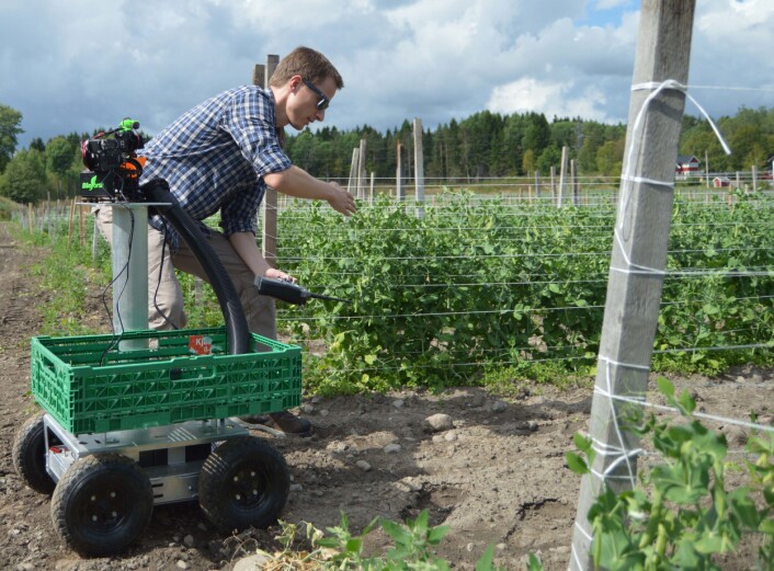 Martin Fodstad Stølen har testa ut erteplukkar-roboten på Nøtterøy. (Foto: Audun Korsæth) Martin Fodstad Stølen har testa ut erteplukkar-roboten på Nøtterøy. (Foto: Audun Korsæth)