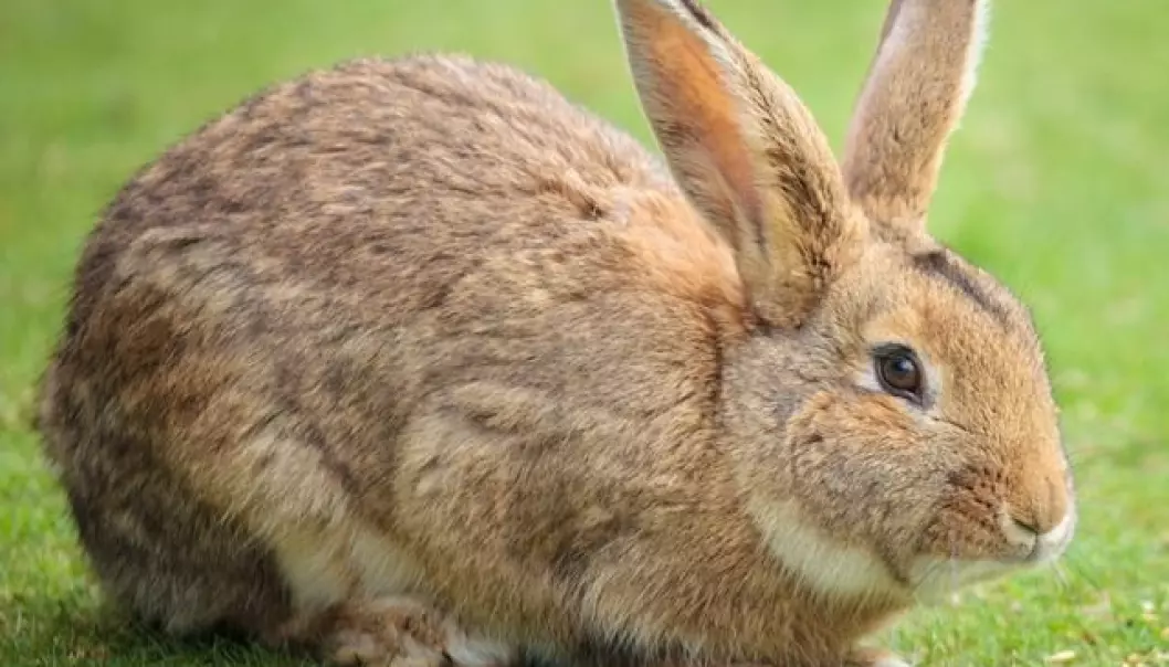 Hvordan kunne villkaninen temmes? Nå har forskere undersøkt genene hos villkaniner og tamme kaniner. Forskjellen mellom ville og tamme kaniner er ikke hvilke gener de bærer, men hvordan de reguleres. Foto: Colourbox)