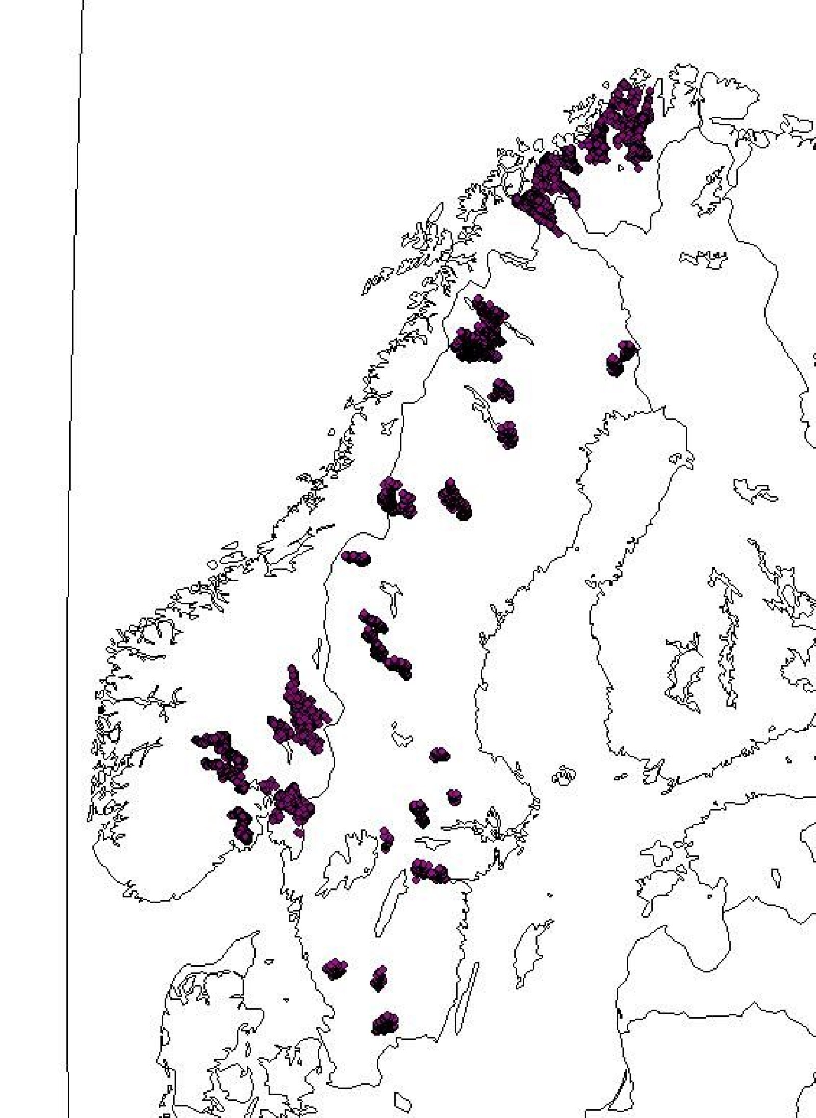 Kartene viser hvor vi fulgte hunngauper med radiosender (venstre) og hvordan ulike deler av Skandinavia har egne avstandsregler basert på tetthet av byttedyr (høyre). Kartene viser hvor vi fulgte hunngauper med radiosender (venstre) og hvordan ulike deler av Skandinavia har egne avstandsregler basert på tetthet av byttedyr (høyre).