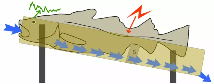 Prinsippskissen viser hvordan vann med oksygen og bedøvelse renner inn gjennom munnen og gjellene ned under torsken i renna, og videre ut. Elektrodene ved hodet på fisken (grønn) registrerer signalene fra hjernen og ryggmargen til fisken, etter at den er stimulert med strømstøt (rødt) gjennom elektroder festet til halen. (Foto: (Figur: NOFIMA, bearbeidet av forskning.no))