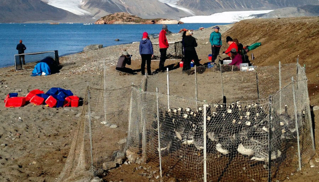 Forskerteamet har analysert data fra 3487 gjess. Dataene er samlet inn siden 1990 ved Ny-Ålesund på Svalbard. (Foto: Christiane Huber) Forskerteamet har analysert data fra 3487 gjess. Dataene er samlet inn siden 1990 ved Ny-Ålesund på Svalbard. (Foto: Christiane Huber)