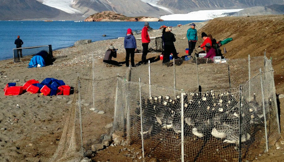 Forskerteamet har analysert data fra 3487 gjess. Dataene er samlet inn siden 1990 ved Ny-Ålesund på Svalbard. (Foto: Christiane Huber)
