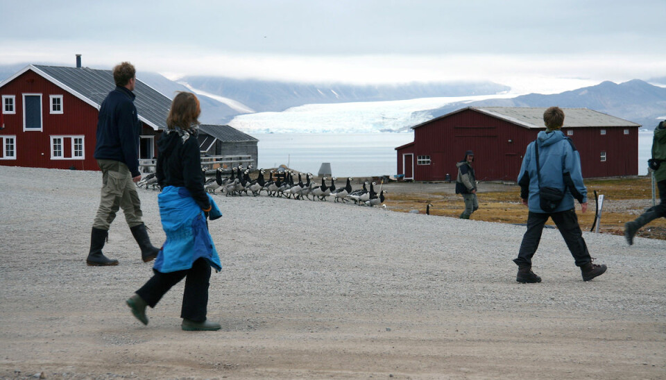 Forskere og gjess i Ny-Ålesund. (Foto: Oddvar Midkandal)