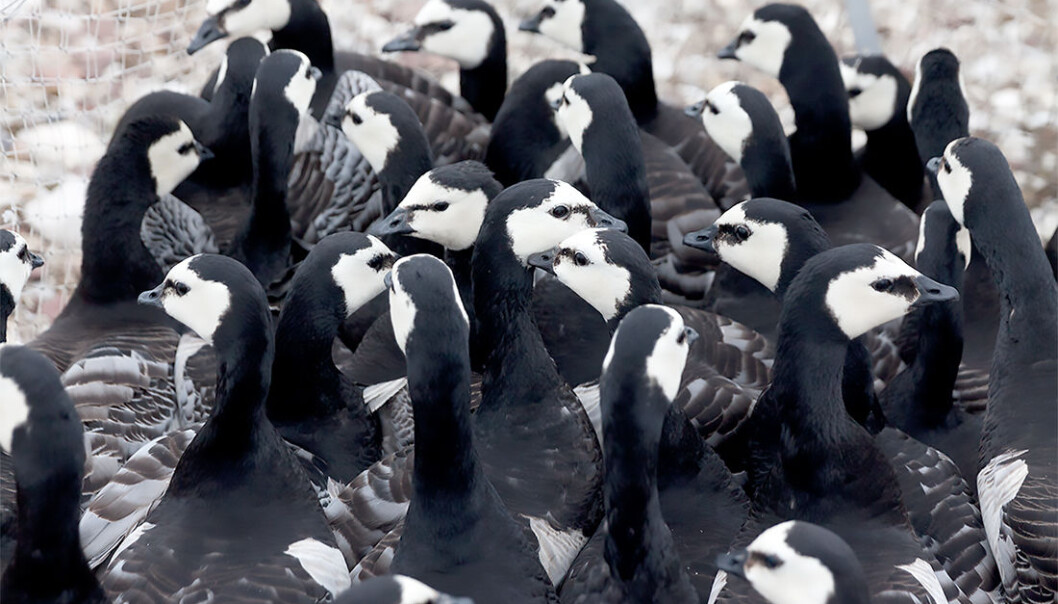 Klimaendringer kan ha medvirket til at mange flere gjess overvintrer i Skottland og andre steder i Europa enn tidligere. (Foto: Ronald Cornelisse) Klimaendringer kan ha medvirket til at mange flere gjess overvintrer i Skottland og andre steder i Europa enn tidligere. (Foto: Ronald Cornelisse)