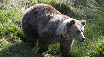 Rovdata ber jegere og turfolk om å samle bjørnebæsj