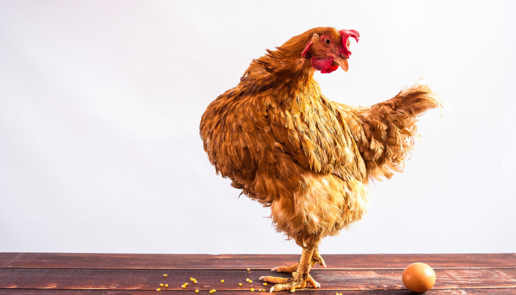 Ved Veterinærhøgskolen NMBU skal en av stipendiatene forske på effekten av kompleksitet i miljøet når det kommer til hønenes stressfølsomhet, helse og kognitive evner. (Illustrasjon: Yuliia Myroniuk / Shutterstock / NTB scanpix) Ved Veterinærhøgskolen NMBU skal en av stipendiatene forske på effekten av kompleksitet i miljøet når det kommer til hønenes stressfølsomhet, helse og kognitive evner. (Illustrasjon: Yuliia Myroniuk / Shutterstock / NTB scanpix)