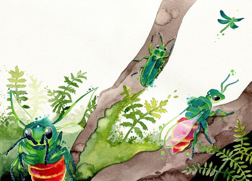 Gullveps og andre insekter. (Illustrasjon: Nina Marie Andersen, fra boka <i>Insektenes hemmeligheter</i>.) Gullveps og andre insekter. (Illustrasjon: Nina Marie Andersen, fra boka <i>Insektenes hemmeligheter</i>.)