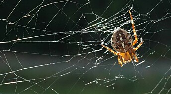 KORT OM HAGEKRYP: Lille Petter edderkopp hjelper deg i hagen