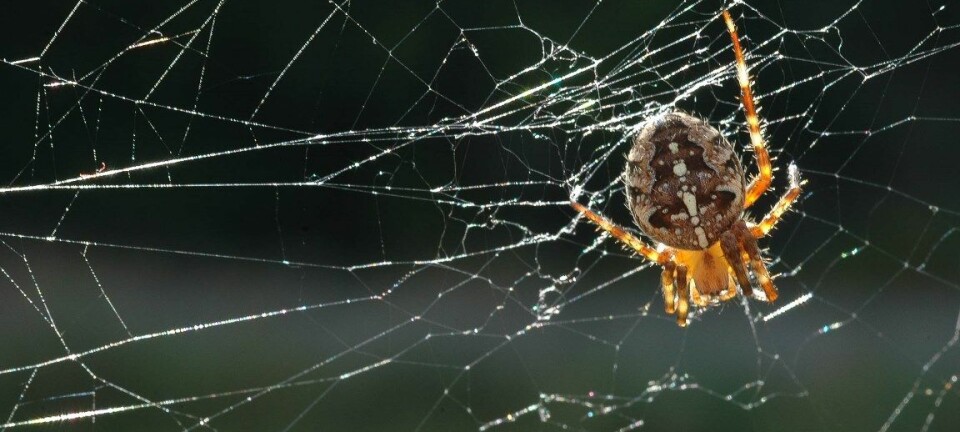 Edderkoppen spinner nett i naturen, i kjeller og på loft. (Foto: Erling Fløistad)