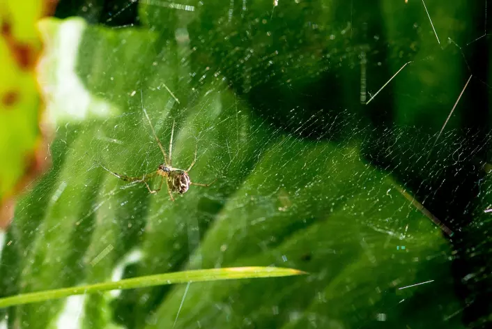 Edderkopp med nett på en Bergenia. (Foto: Erling Fløistad)