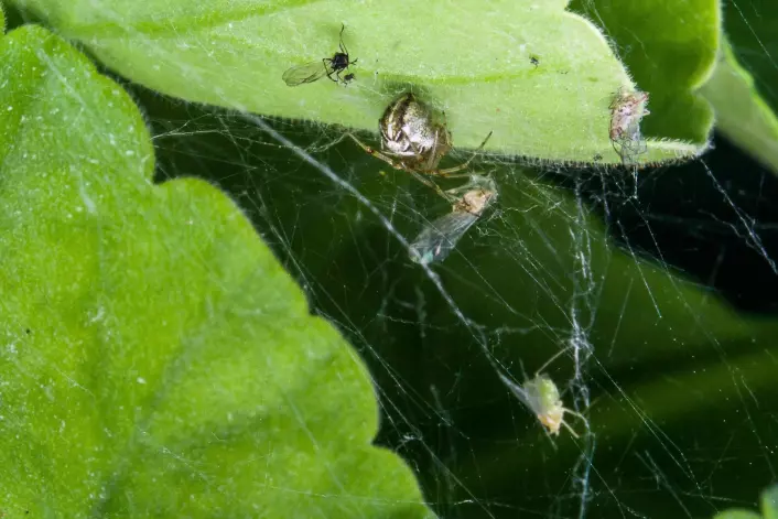 Edderkopp som sitter under blad og spiser bladlus. (Foto: Erling Fløistad)