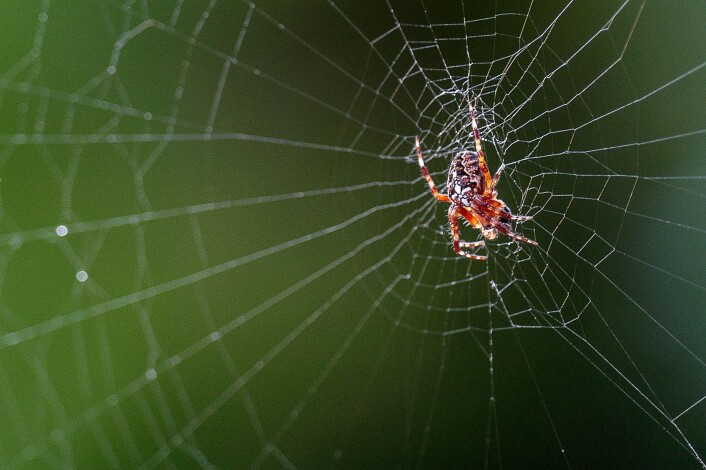 Korsedderkopp (Araneus diadematus). (Foto: Erling Fløistad) Korsedderkopp (Araneus diadematus). (Foto: Erling Fløistad)