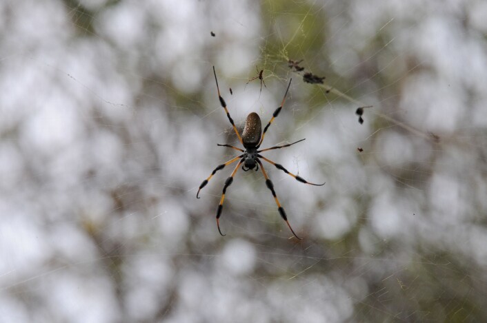 Golden Silk Spider (Nephila clavipes). Florida Keys, USA. (Foto: Morten Günther) Golden Silk Spider (Nephila clavipes). Florida Keys, USA. (Foto: Morten Günther)