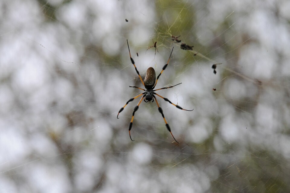 Golden Silk Spider (Nephila clavipes). Florida Keys, USA. (Foto: Morten Günther)