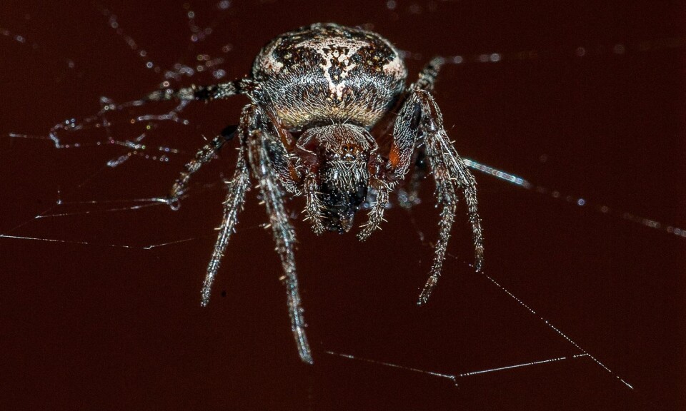 Mange synes edderkopper er ekle. (Foto: Erling Fløistad)