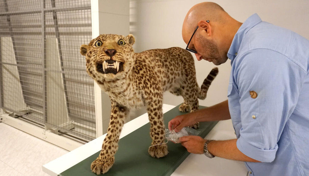 Zoolog Terje Lislevand og en gammel leopard. (Foto: Torill Sommerfelt Ervik / UiB) Zoolog Terje Lislevand og en gammel leopard. (Foto: Torill Sommerfelt Ervik / UiB)