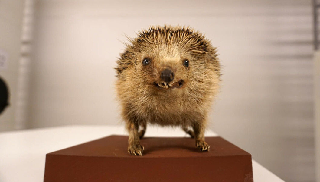 Det gamle pinnsvinet på Universitetsmuseet i Bergen viser tennene. (Foto: Torill Sommerfelt Ervik / UiB) Det gamle pinnsvinet på Universitetsmuseet i Bergen viser tennene. (Foto: Torill Sommerfelt Ervik / UiB)