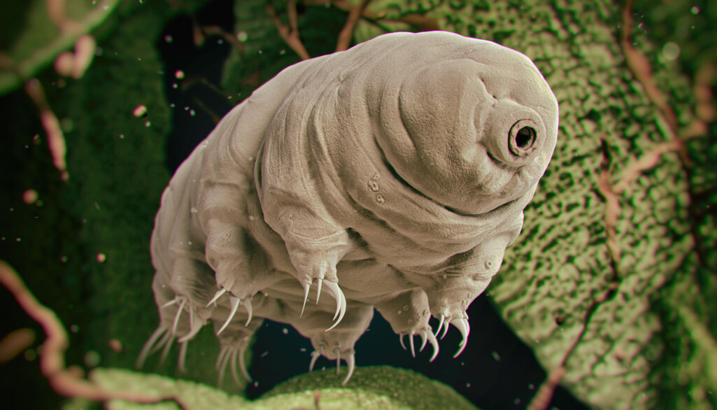 Tidligere er det vist at et protein fra bjørnedyr kunne beskytte menneskeceller mot røntgenstråler på laboratoriet. (Bilde: 3Dstock / Shutterstock / NTB scanpix) Tidligere er det vist at et protein fra bjørnedyr kunne beskytte menneskeceller mot røntgenstråler på laboratoriet. (Bilde: 3Dstock / Shutterstock / NTB scanpix)