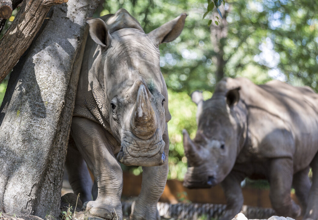 Neshornenes horn har stor verdi, og arten er derfor svært truet. Disse neshornene bor i en zoologisk hage i Roma og er en del av et program for å hindre at truede arter dør ut. (Foto: AP / Domenico Stinellis / NTB scanpix) Neshornenes horn har stor verdi, og arten er derfor svært truet. Disse neshornene bor i en zoologisk hage i Roma og er en del av et program for å hindre at truede arter dør ut. (Foto: AP / Domenico Stinellis / NTB scanpix)