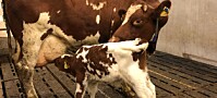 Fleksibel bingeløsning skal bidra til bedre dyrevelferd for ku og kalv