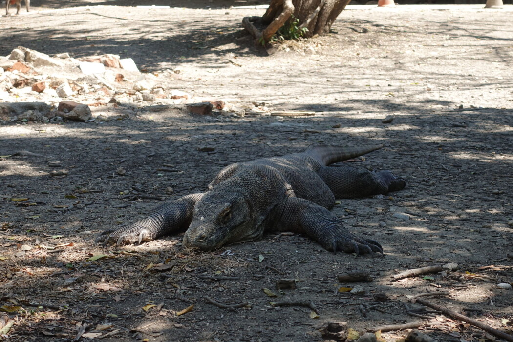 Beskyttet av en stokk jaktet vi på komodovaranen. Varanen har egenskaper som tilsier at en bør holde seg unna: rask, svært god luktesans og et farlig bitt. (Foto: Ole Johan Borge) Beskyttet av en stokk jaktet vi på komodovaranen. Varanen har egenskaper som tilsier at en bør holde seg unna: rask, svært god luktesans og et farlig bitt. (Foto: Ole Johan Borge)