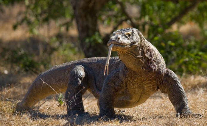 Komodovaranen lever på noen få øyer i Indonesia. Nylig har amerikanske forskere detaljkartlagt arvestoffet deres. (Foto: Andrey Gudkov / Shutterstock / NTB scanpix) Komodovaranen lever på noen få øyer i Indonesia. Nylig har amerikanske forskere detaljkartlagt arvestoffet deres. (Foto: Andrey Gudkov / Shutterstock / NTB scanpix)