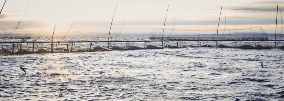 Leder for fiskehelseavdelingen i Nordland