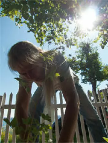 Kristina Bjureke plantar ut kvitmure. Stakittgjerdet i bakgrunnen dannar grensa mellom ein privat hage og naturreservatet. (Foto: Honorata K. Gajda, Norsk Botanisk Forening)