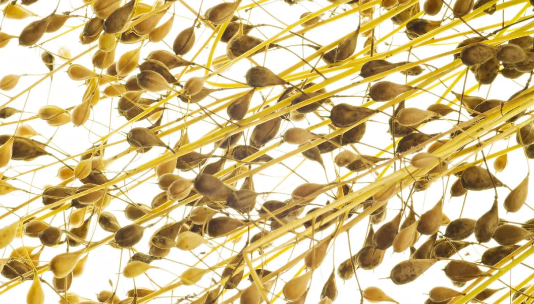 Camelinaolje, fra den blomstrende planten Camelina i korsblomstfamilien, inneholder stoffer som er bra i fôrkombinasjon med fiskeolje. I dag er oljen ettertraktet på helsekostmarkedet. (Foto: Jon-Are Berg-Jacobsen / Nofima). Camelinaolje, fra den blomstrende planten Camelina i korsblomstfamilien, inneholder stoffer som er bra i fôrkombinasjon med fiskeolje. I dag er oljen ettertraktet på helsekostmarkedet. (Foto: Jon-Are Berg-Jacobsen / Nofima).