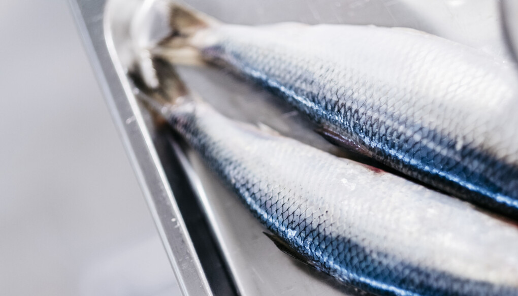 Sildeolje inneholder mye ketolinsyre, som fungerer som en omega-3-katalysator. (Foto: Tommy Ellingsen/Nofima). Sildeolje inneholder mye ketolinsyre, som fungerer som en omega-3-katalysator. (Foto: Tommy Ellingsen/Nofima).
