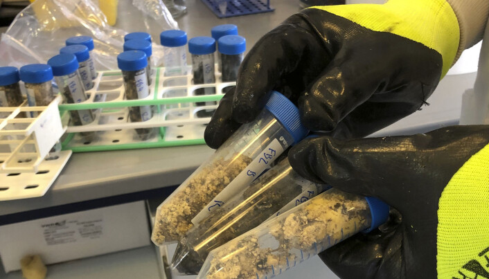 Her holder en av forskerne fram prøver av materialet de fikk tilsendt. Forskerne undersøkte blant annet om de inneholdt skadelige mikrober. (Foto: University of Exeter via AP) Her holder en av forskerne fram prøver av materialet de fikk tilsendt. Forskerne undersøkte blant annet om de inneholdt skadelige mikrober. (Foto: University of Exeter via AP)