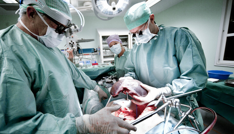 Old liver is removed by Trygve Thorsen (right); Eva Sagflaat Sødermann and Aksel Foss observe. (Photo: Ram Gupta)
