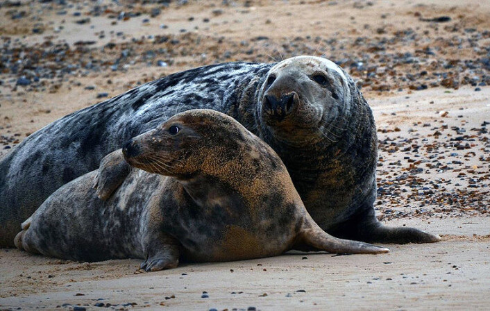 Med sine 3 meter og godt over 300 kg fremstår hannen nærmest som et monster sammenlignet hunnen som «bare» blir opp til 200 kg. (Foto: CC/Clinton og Charles Robertson) Med sine 3 meter og godt over 300 kg fremstår hannen nærmest som et monster sammenlignet hunnen som «bare» blir opp til 200 kg. (Foto: CC/Clinton og Charles Robertson)