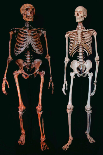 Neandertalerskjelett til venstre, moderne menneske til høyre. (Foto: Reuters, NTB Scanpix) Neandertalerskjelett til venstre, moderne menneske til høyre. (Foto: Reuters, NTB Scanpix)