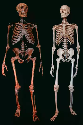 Neandertalerskjelett til venstre, moderne menneske til høyre. (Foto: Reuters, NTB Scanpix)