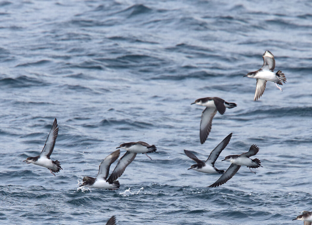 Havlirer tilbringer store deler av året til sjøs, hvor de jakter og lever. De kommer bare tilbake til land for å hekke. (Foto: Tony Mills / Shutterstock / NTB scanpix) Havlirer tilbringer store deler av året til sjøs, hvor de jakter og lever. De kommer bare tilbake til land for å hekke. (Foto: Tony Mills / Shutterstock / NTB scanpix)