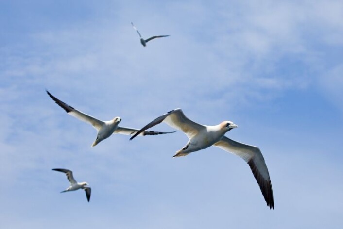 Sjøfugl, som denne havsulen, er et problem på mange oljeplattformer. (Foto: iStockphoto) Sjøfugl, som denne havsulen, er et problem på mange oljeplattformer. (Foto: iStockphoto)
