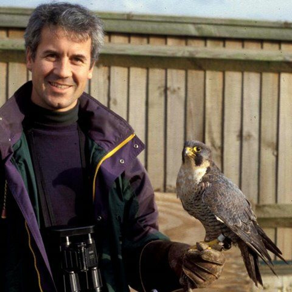 Forsker Christian Kierulf Aas ved Naturhistorisk museum er ekspert på flyplassers problemer med fugler. Her med en levende vandrefalk ved flystasjonen RAF Mildenhall i England. (Foto: privat)