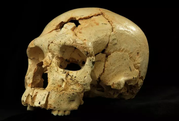 Siden de første funnene i Atapuerca-hulene i 1984 har det blitt til nesten 7000 knokkelfragmenter fra minst 28 individer, og det er fortsatt flere på vei. (Foto: Javier Trueba/Madrid Scientific Films)