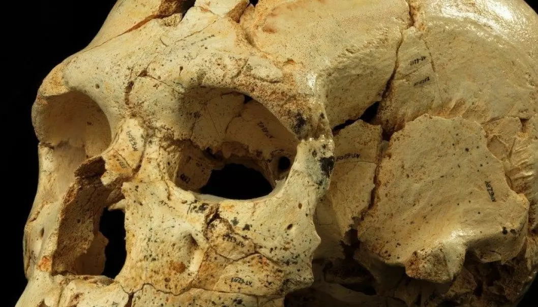 Neandertaleren stammer fra godt brukte tenner