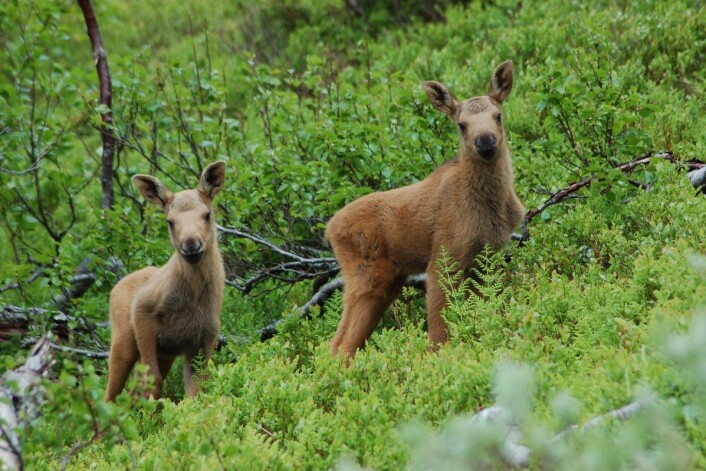 Forskere kartlegger genene til elgen på Vega i Nordland. Her er to tvillinger fotografert i Nord-Trøndelag. (Foto: Christer Moe Rolandsen) Forskere kartlegger genene til elgen på Vega i Nordland. Her er to tvillinger fotografert i Nord-Trøndelag. (Foto: Christer Moe Rolandsen)