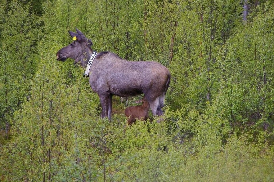Forskerne har nesten hele slektstavlen til elgene på Vega. Her er ei elgku med kalv fotografert i Nord-Trøndelag. (Foto: Ronald Haarberg)