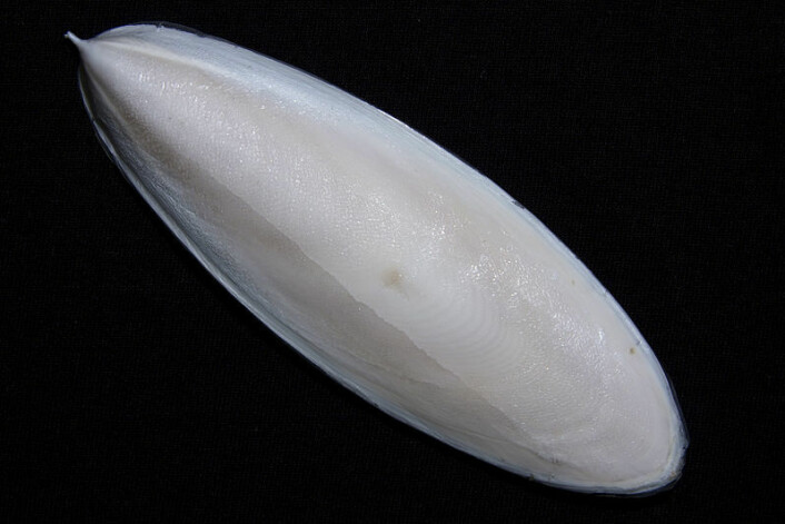 «Skall» fra Sepia-blekkspruter er å finne langs kysten. De brukes blant annet som kalktilskudd til fugler. (Foto: Mariko Goda / Wikimedia Commons)