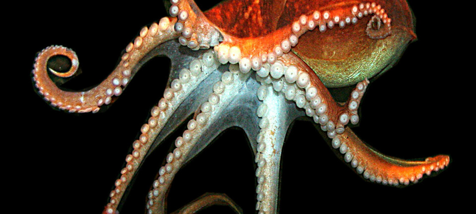 Eledone-blekkspruten finnes i danske farvann. Den er ikke mye større enn en knyttneve. (Foto: Øresundsakvariet)