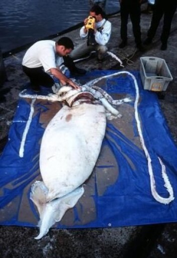 Kjempeblekkspruten, som kan bli opptil 20 meter lang, har i sjeldne tilfeller blitt funnet i danske farvann. Her er det en obduksjon av en strandet kjempeblekksprut i Canada. (Arkivfoto: LiveScience/David Paul, Museum Victoria) Kjempeblekkspruten, som kan bli opptil 20 meter lang, har i sjeldne tilfeller blitt funnet i danske farvann. Her er det en obduksjon av en strandet kjempeblekksprut i Canada. (Arkivfoto: LiveScience/David Paul, Museum Victoria)